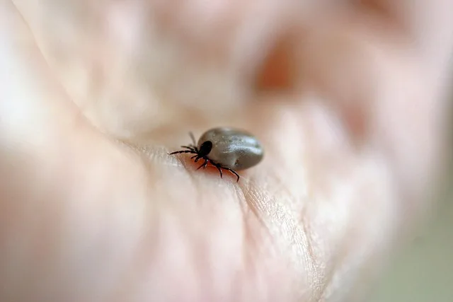 10 anti-insecten tips die je vakantie redden